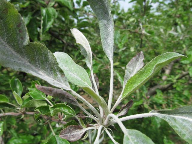 pepelnica jabuke, Podosphaera leucotricha